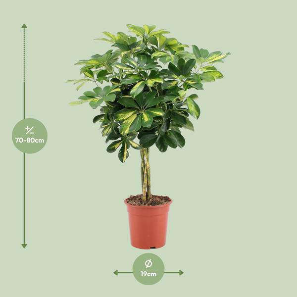 Strahlenaralie - Schefflera Arboricola Gold Capella - Zimmerpflanze - Ø19cm - ↕75cm