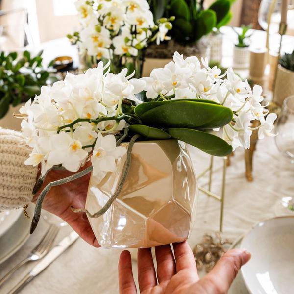 Weiße Orchidee 'Nazaré' – Zimmerpflanze – Ø9cm Topf – inkl. Dekotopf Pearl Travertin – Kompakte Tischdeko – Elegante Blütenpracht