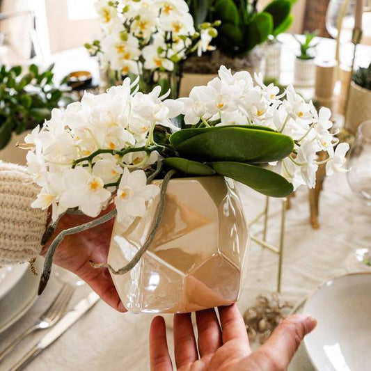 Weiße Orchidee 'Nazaré' – Zimmerpflanze – Ø9cm Topf – inkl. Dekotopf Pearl Travertin – Kompakte Tischdeko – Elegante Blütenpracht
