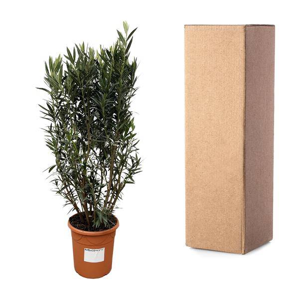 Rosenlorbeer – Nerium Oleander Strauch 180cm – Ø40cm – Immergrüne Kübelpflanze mit duftenden Blüten – Mediterrane Zierpflanze für Garten, Terrasse & Balkon – Pflegeleicht
