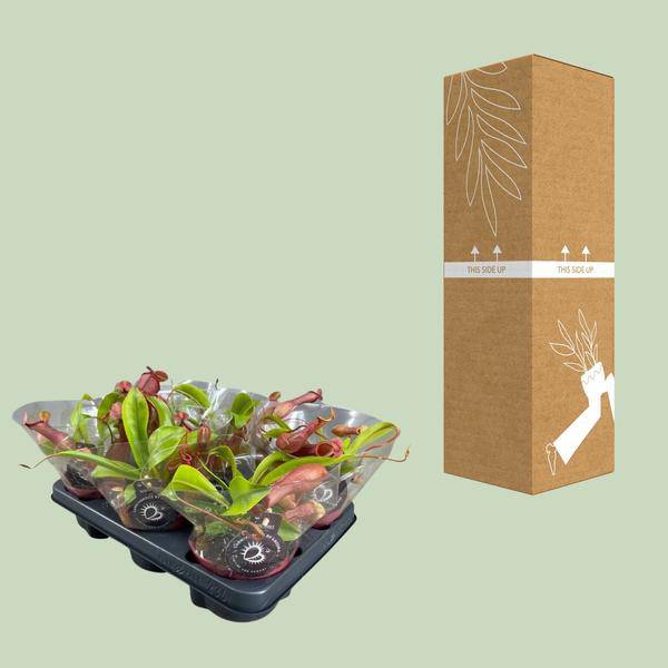 fleischfressende Pflanze - Nepenthes Alata - Zimmerpflanze - Ø12cm - ↕17cm
