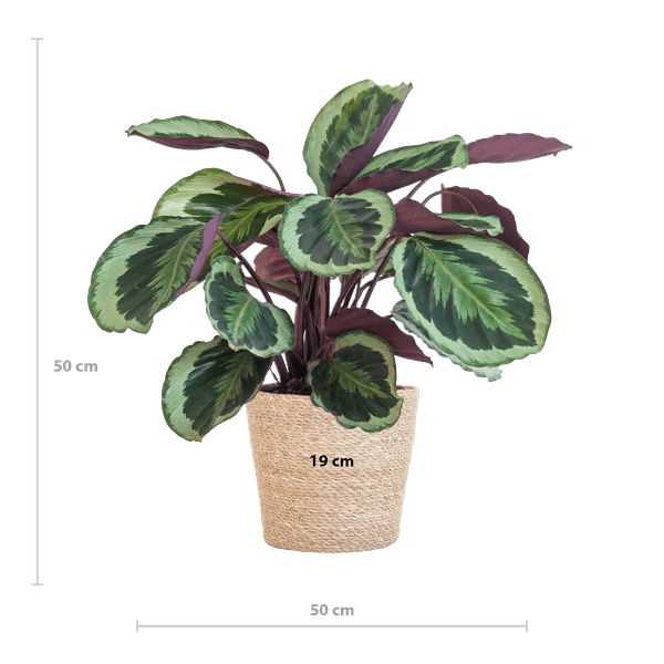 Calathea Medaillon 65cm – Korbmarante Zimmerpflanze Ø21cm – dekorative tropische Pflanze mit einzigartigen Blättern im Seegras Korb Sofia Natur – luftreinigende pflegeleichte Zimmerpflanze