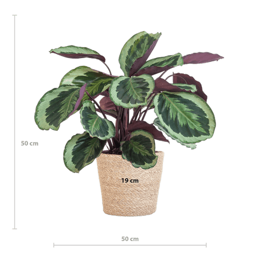 Calathea Medaillon 65cm – Korbmarante Zimmerpflanze Ø21cm – dekorative tropische Pflanze mit einzigartigen Blättern im Seegras Korb Sofia Natur – luftreinigende pflegeleichte Zimmerpflanze