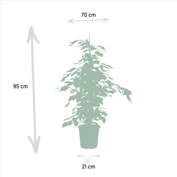 Pflanzenset - Ficus Benjamina Danielle - Ø21cm - ↕95cm + Ficus Benjamina Dämmerung - Ø21cm - ↕95cm + Ficus Microcarpa Moclame - Ø21cm - ↕95cm