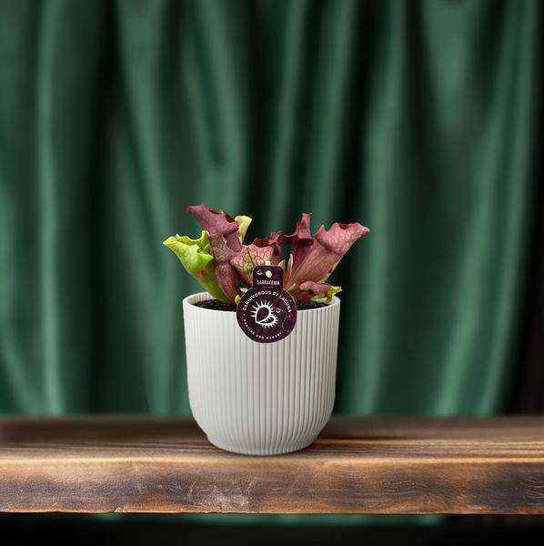 Schlauchpflanze Sarracenia – Kannenpflanze – Zimmerpflanze – Ø12cm Topf – ca. 20cm – Pflegeleicht & Exotisch