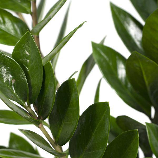 Glücksfeder Zamioculcas Zamiifolia – Zimmerpflanze – Ø 17cm – Höhe 70cm – Pflegeleicht & Wasserspeichernd – Halbschatten geeignet