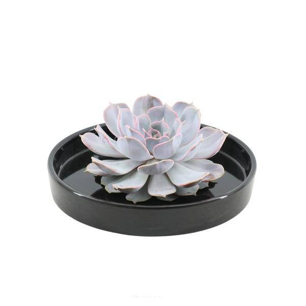 Sukkulente - Echeveria Lilacina in Schale 'Schwarz' - Zimmerpflanze - Ø20cm - ↕5cm