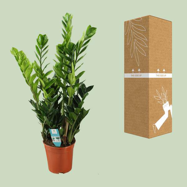 Glücksfeder Zamioculcas – Zimmerpflanze – Ø21cm – ca. 100cm hoch – Luftreinigend & pflegeleicht – Für halbschattige Innenbereiche