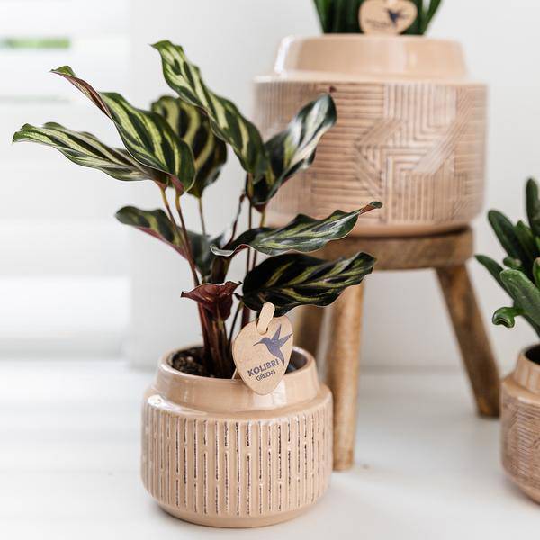 Calathea Makoyana - Pfauen-Korbmaranthe - Zimmerpflanze - Ø9cm