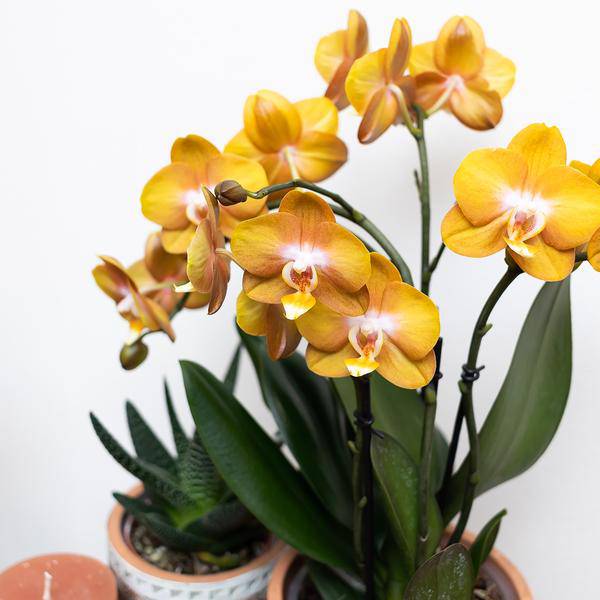 Orange Phalaenopsis-Orchidee Las Vegas im goldenen Groove-Ziertopf - Ø12cm