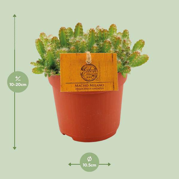 Drachenfrucht - Hylocereus Undatus - Kaktus - Dragonfruit - Zimmerpflanze - Ø11cm - ↕15cm