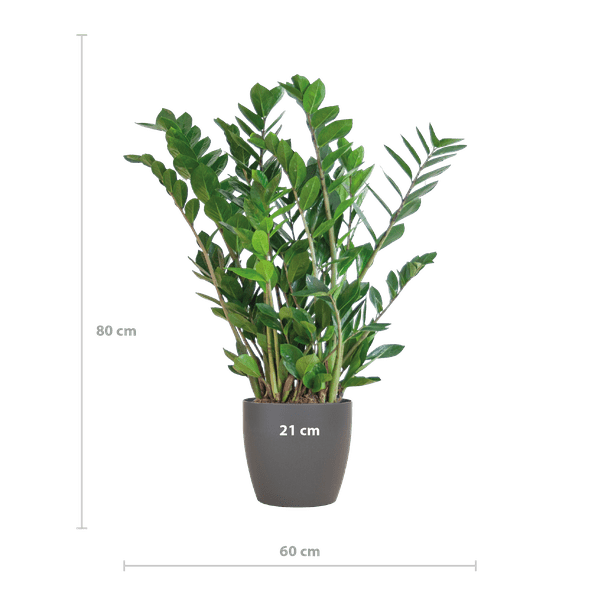 Zamioculcas Zamiifolia - Glücksfeder - Zimmerpflanze ↕80cm - Ø21cm + Topf Viber Grau
