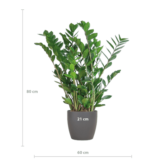 Zamioculcas Zamiifolia Glücksfeder – robuste Zimmerpflanze ↕80cm Ø21cm – pflegeleichte Smaragdpalme im nachhaltigen Viber Topf Grau
