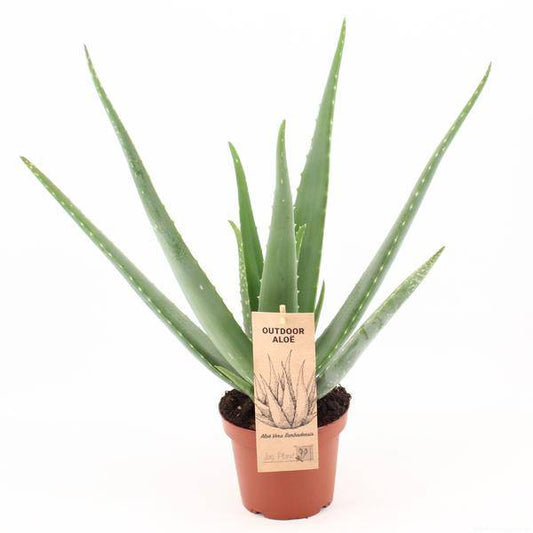 Aloe Vera – Echte Aloe – Ø14cm – ↕45cm Pflanze – Pflegeleichte Heilpflanze für Zuhause & Büro