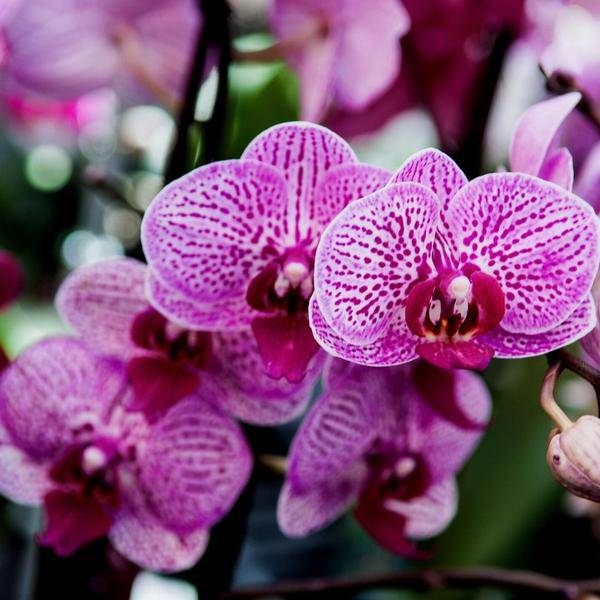 Blumenerde für Orchideen – Culvita Orchideenerde 5 Liter – Spezielles Kultursubstrat mit französischer Seekiefernrinde – Ideal für Ein- und Umtopfen von Orchideen – Grobkörnige, luftige Mischung