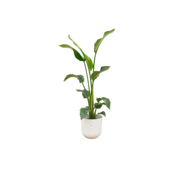 Strelitzia Nicolai - Baum-Strelitzie - Zimmerpflanze - Ø23cm - ↨100cm + Topf Jazz Weiß