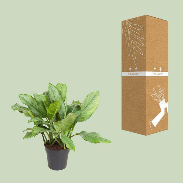 Kolbenfaden - Aglaonema B.J, Freedman - Zimmerpflanze - Ø24cm - ↕70cm