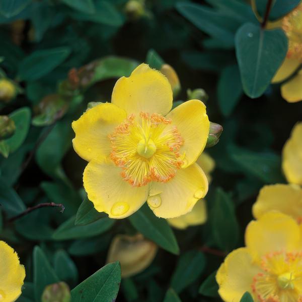 Hypericum calycinum – Großkelchiges Johanniskraut – ↕10-25 cm – Ø9 cm – 40 Pflanzen – Reich blühender Bodendecker – Pflegeleicht & sonnig
