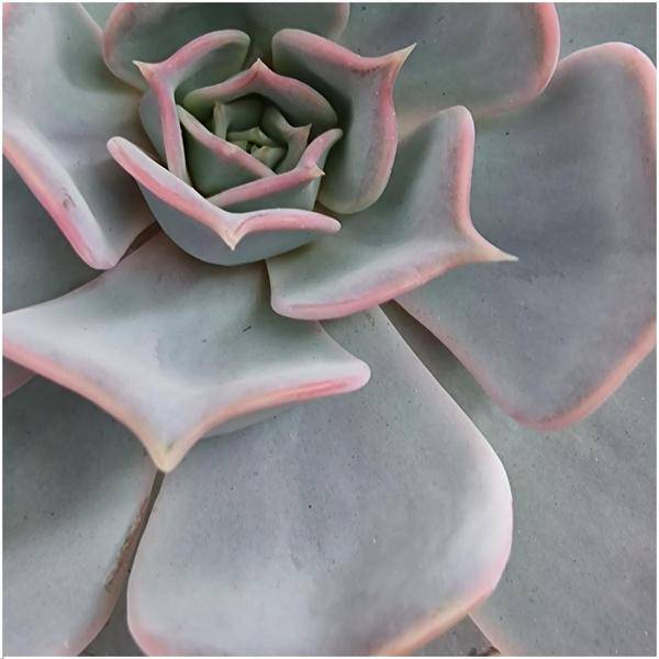 Sukkulente - Echeveria Lilacina in Schale 'Rot' - Zimmerpflanze - Ø20cm - ↕5cm
