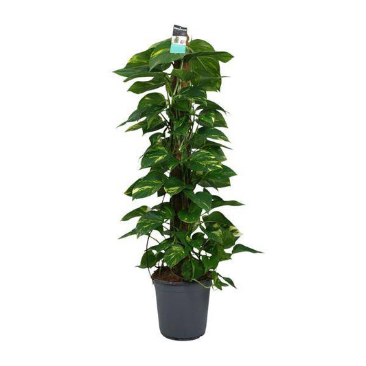 Efeutute - Scindapsus Epipremnum - Zimmerpflanze - Ø24cm - ↕120cm
