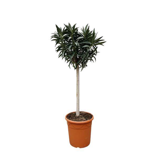 Rosenlorbeere - Nerium Oleander auf Stiel mit Rosa Blüte - 200cm- Ø35cm