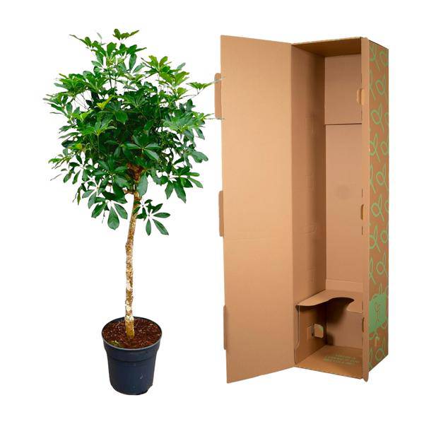 Strahlenaralie – Schefflera auf Stiel – Zimmerpflanze 170cm – Ø35cm – Immergrüne Grünpflanze mit handförmigen Blättern – Tropische XXL-Pflanze für Wohnzimmer & Büro – Pflegeleicht