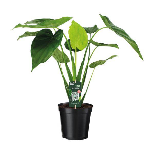 Alocasia Cucullata - Elefantenohr - Ø19cm - ↕55cm - Oasis of Life
