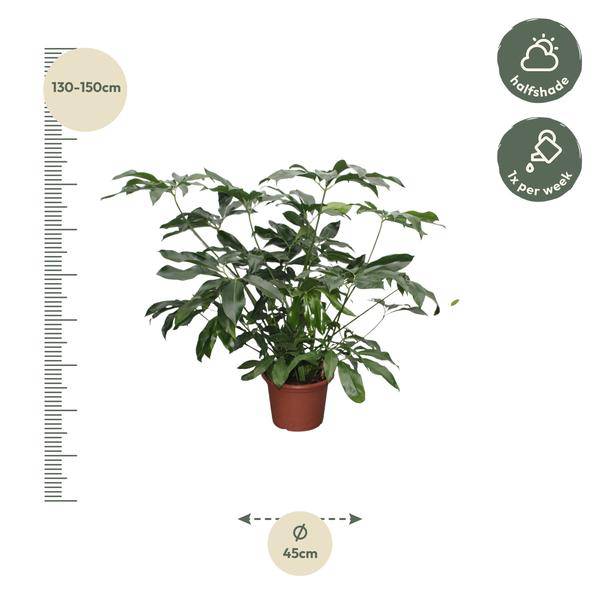 Baumfreund - Philodendron Green Wonder - Zimmerpflanze - 140cm - ø45cm