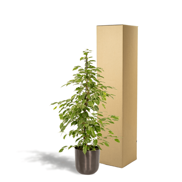 Ficus benjamina 'Golden King' – Zimmerpflanze ca. 95cm hoch Ø21cm – Mit Übertopf Mayk Blei – Luftreinigende Birken-Feige mit panaschierten Blättern
