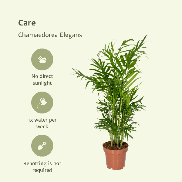 Mexikanische Bergpalme - Chamaedorea Elegans - Zimmerpflanze - Ø12cm - ↕40cm - 2 Stück