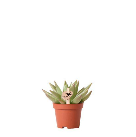 Sukkulente Echeveria Miranda – Grüne Rosettenpflanze – Ø6cm – Pflegeleichte Zimmerpflanze – In Blumenerde – Für helle Standorte