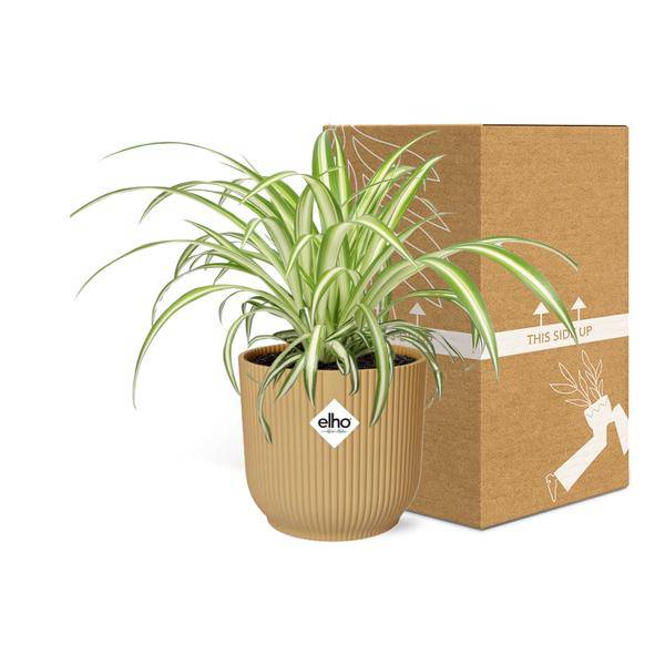 Grünlilie Chlorophytum Comosum Variegatum – Spinnenpflanze – Zimmerpflanze inkl. Ziertopf Vibes Fold Gelb Ø14cm – Luftreinigende & pflegeleichte Hängepflanze – Für Wohnzimmer & Büro