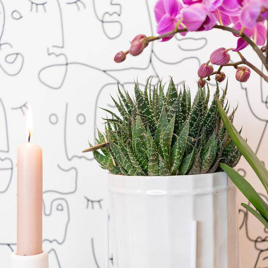 Sukkulente Haworthia Royal Highness – Grüne & Weiße Zimmerpflanze – Ø9cm – Pflegeleicht & Robust – Ideal für helle Standorte