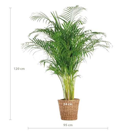 Areca-Palme Dypsis – Goldfruchtpalme – Zimmerpflanze – 120 cm – Ø24 cm – inkl. Pflanzkorb Torun – Luftreinigende Palme für Wohnzimmer und Büro