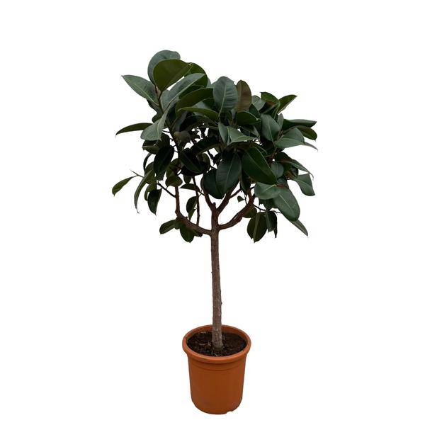 Gummibaum – Ficus Elastica Robusta – 200 cm hoch – Ø40 cm Topf – Große Zimmerpflanze mit glänzenden Blättern – Pflegeleicht & luftreinigend – Ideal für Wohnzimmer & Büro