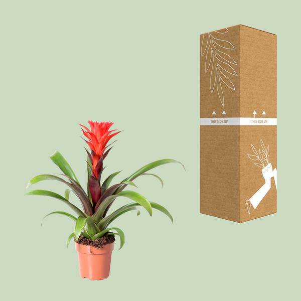 Bromelie - Guzmania Felsenblume Hope - Zimmerpflanze - Ø12cm - ↕43cm