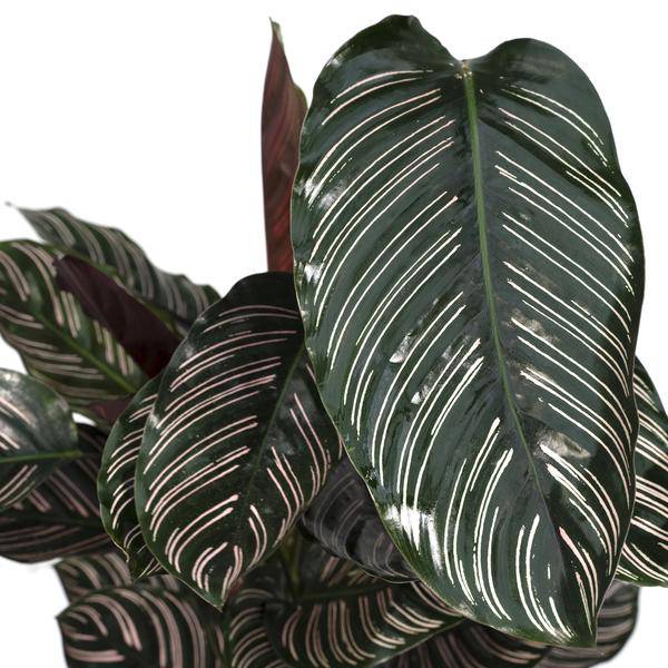 Calathea Ornata – Korbmarante – Zimmerpflanze – Ø19cm x ↕75cm – Dunkelgrüne Blätter mit rosa Streifen – Tropische Pflanze für Wohnräume – Luftreinigend & pflegeleicht