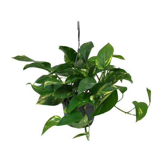 Efeutute - Scindapsus Epipremnum - Zimmerpflanze - Ø15cm - ↕45cm
