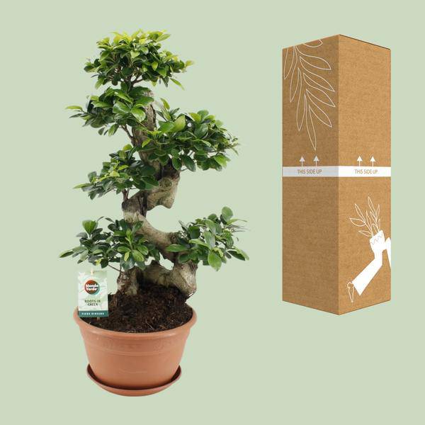 Chinesische Feige – Ficus Ginseng – Zimmerpflanze Ø27cm – Höhe ca. 70cm – Pflegeleichter Bonsai-Ficus mit dekorativen Wurzeln – Ideal für Wohnzimmer & Büro