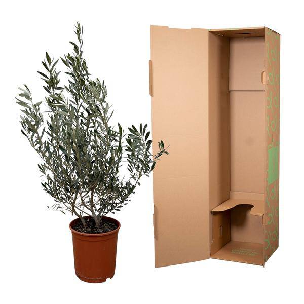 Olivenbaum - Olea Europaea Strauch - 100cm- Ø25cm