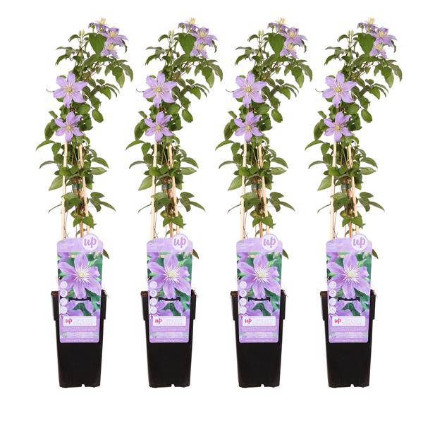 Waldrebe - Clematis Justa - ↨65cm - Ø15cm - 4 Stück