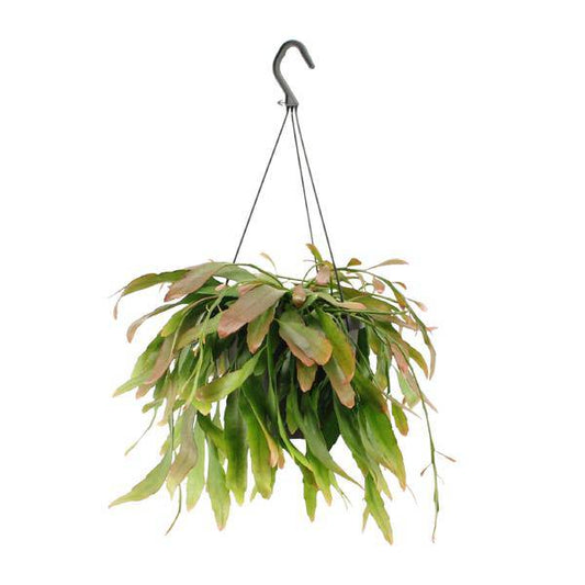 Korallenkaktus - Rhipsalis Rote Koralle - Zimmerpflanze - Ø17cm - ↕25cm