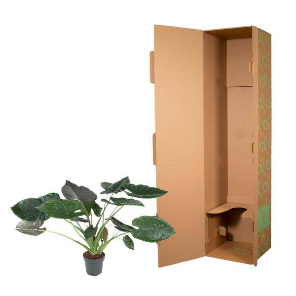 Elefantenohr – Alocasia Wentii – Zimmerpflanze – 120cm – Ø32cm – tropische Pflanze mit großen pfeilförmigen Blättern in Dunkelgrün und Violett