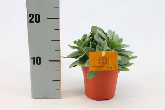 Senecio Cephalophorus – Kreuzkraut Ruby Slippers – Sukkulente Zimmerpflanze oder Gartenpflanze – Ø10.5cm – Höhe ca. 15cm