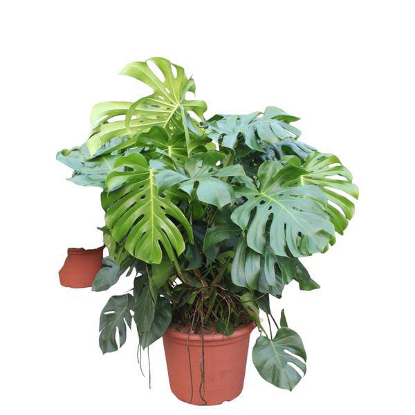 Fensterblatt - Monstera Deliciosa - Zimmerpflanze - 130cm - ø55cm
