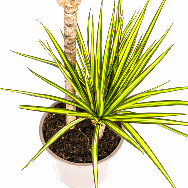 Dracaena Marginata Sonnenstrahl Ø19cm - ↕80-100cm