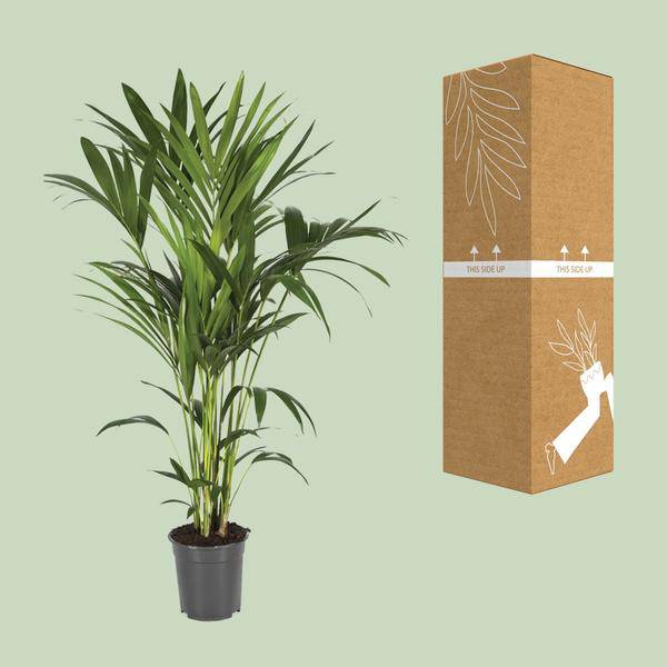 Kentiapalme - Howea Forsteriana - Zimmerpflanze - Ø21cm - ↕120cm