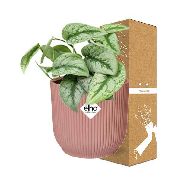 Efeutute - Scindapsus Pictus 'Trebie' - Zimmerpflanze + Topf Vibes Fold 14cm Rosa