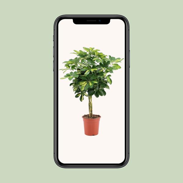 Strahlenaralie - Schefflera Arboricola Gold Capella - Zimmerpflanze - Ø19cm - ↕75cm
