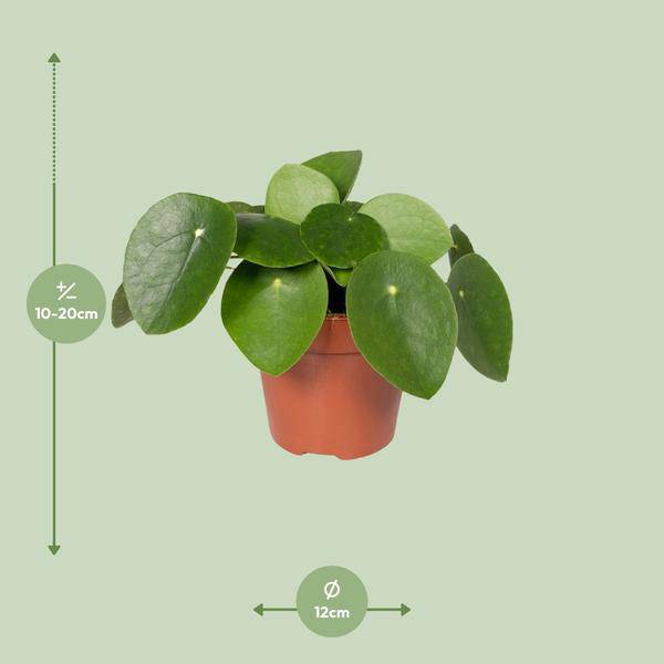 Chinesischer Geldbaum – Pilea Peperomiodes (Aluminium-Pflanze) – Zimmerpflanze – Ø12 cm – 20 cm hoch – Halbschatten – Luftreinigend – Pflegeleicht